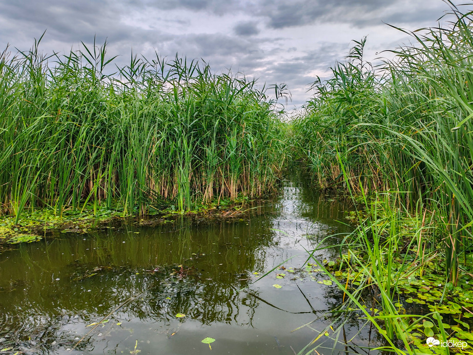 Tisza-tó