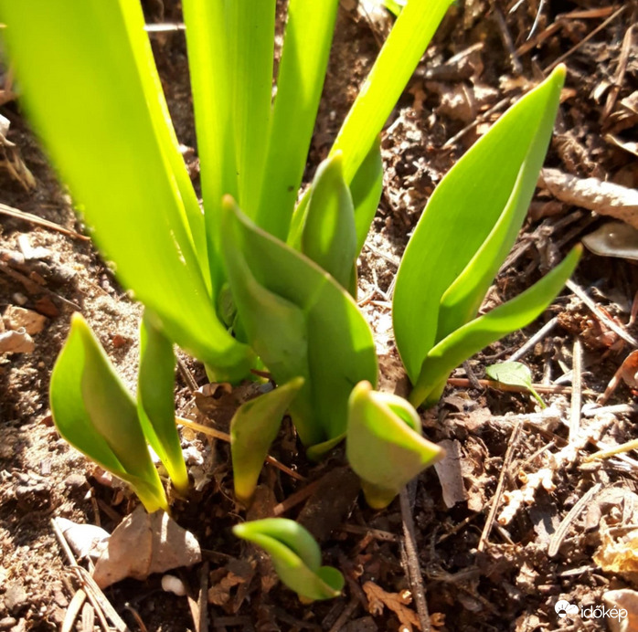 Jácint és tulipán 