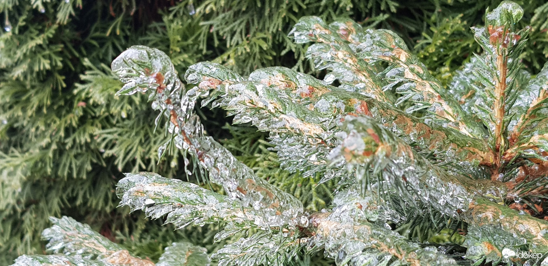 Ice Pine