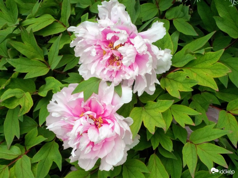 peonia