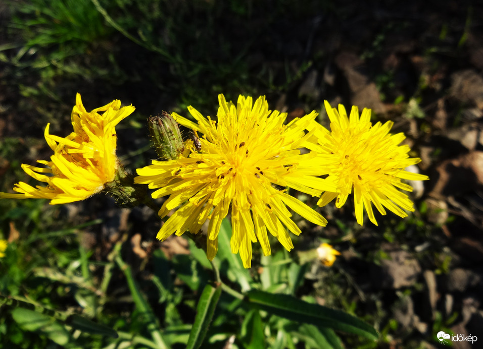 vadvirág (aster..? )