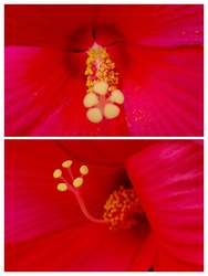 mocsári hibiscus