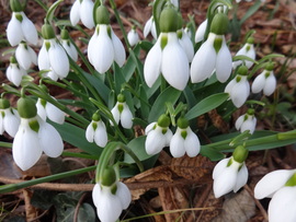 hóvirág Budai Arborétum