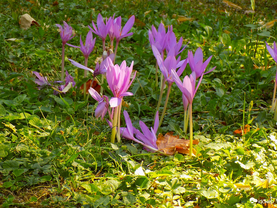 őszi kikericsek