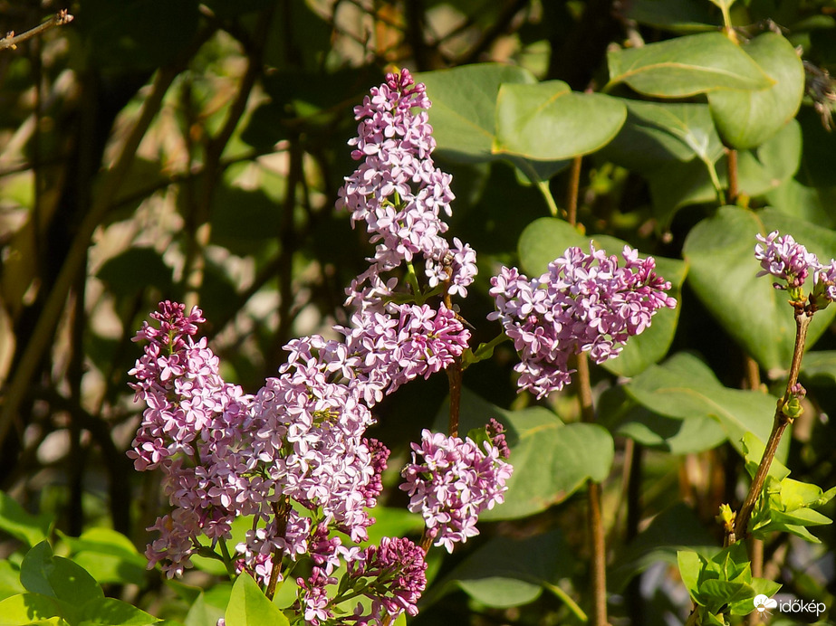 orgona virágzás októbr 27.