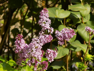 orgona virágzás októbr 27.