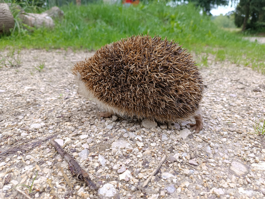 Sietős léptek :)