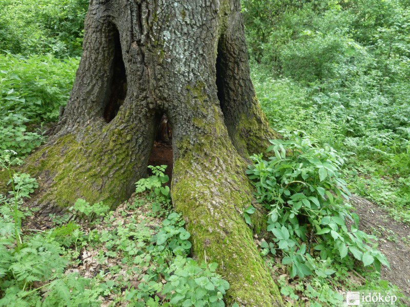 mint egy öreg ormányos elefánt