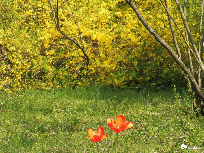 Két kis tulipán bámulja a sárga bokrokat