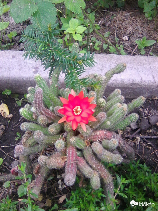 Macskafarka kaktusz