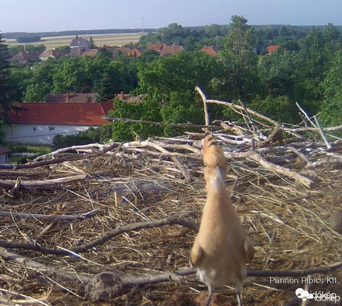 Ritka vendég Gólyáéknál