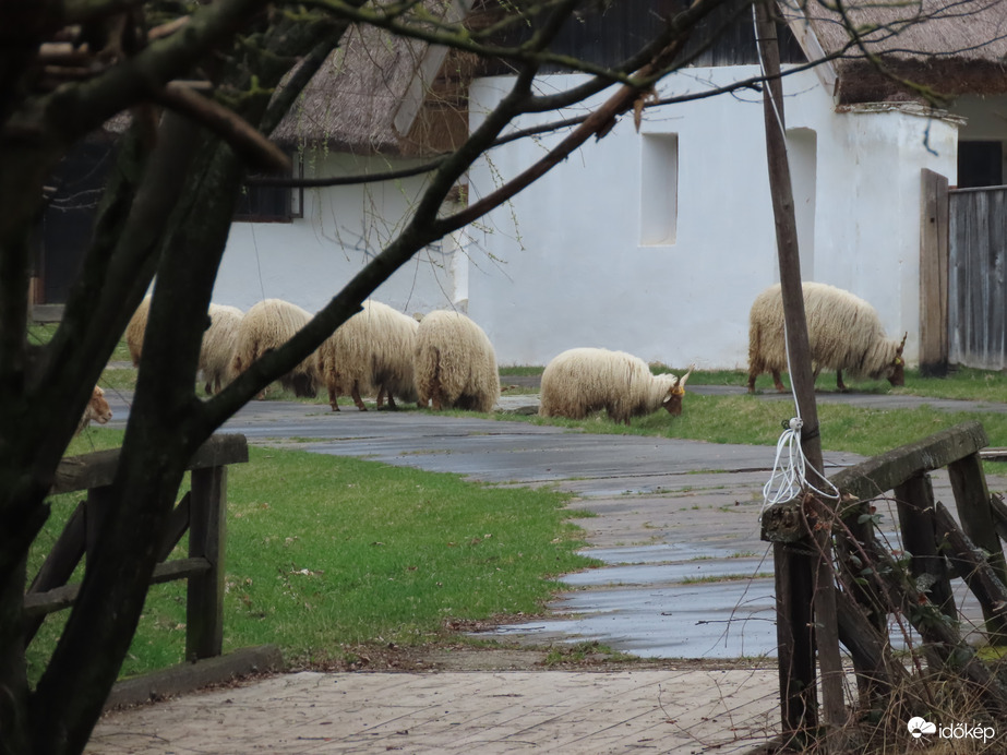 Legelésző juhok a Falumúzeumban