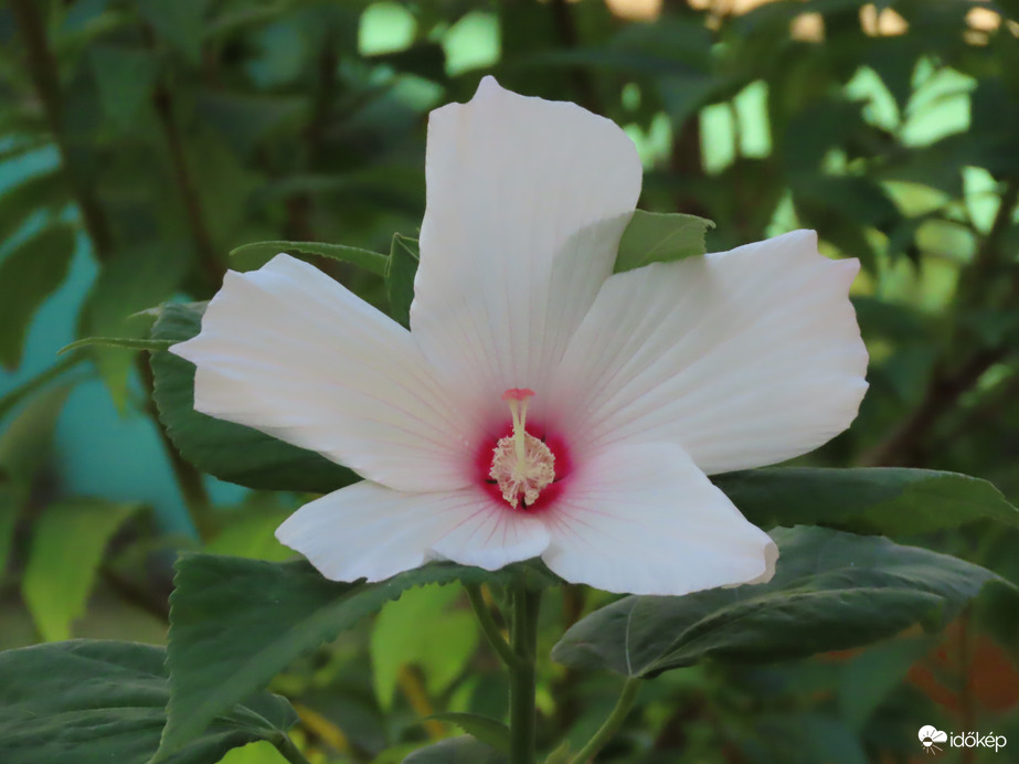 Óriás hibiszkusz