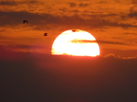 Kelő Nap madarakkal