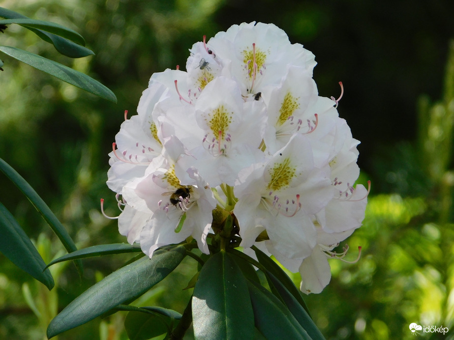 Rododendron virágzik mindenütt