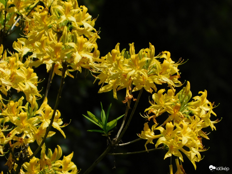 Rododendron virágzik mindenütt