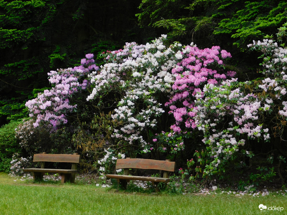 Rododendron virágzik mindenütt