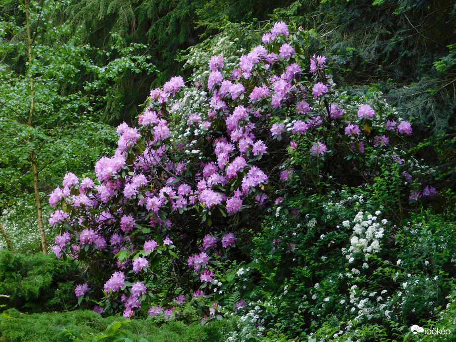 Rododendron virágzik mindenütt