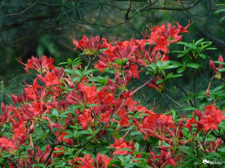 Rododendron virágzik mindenütt