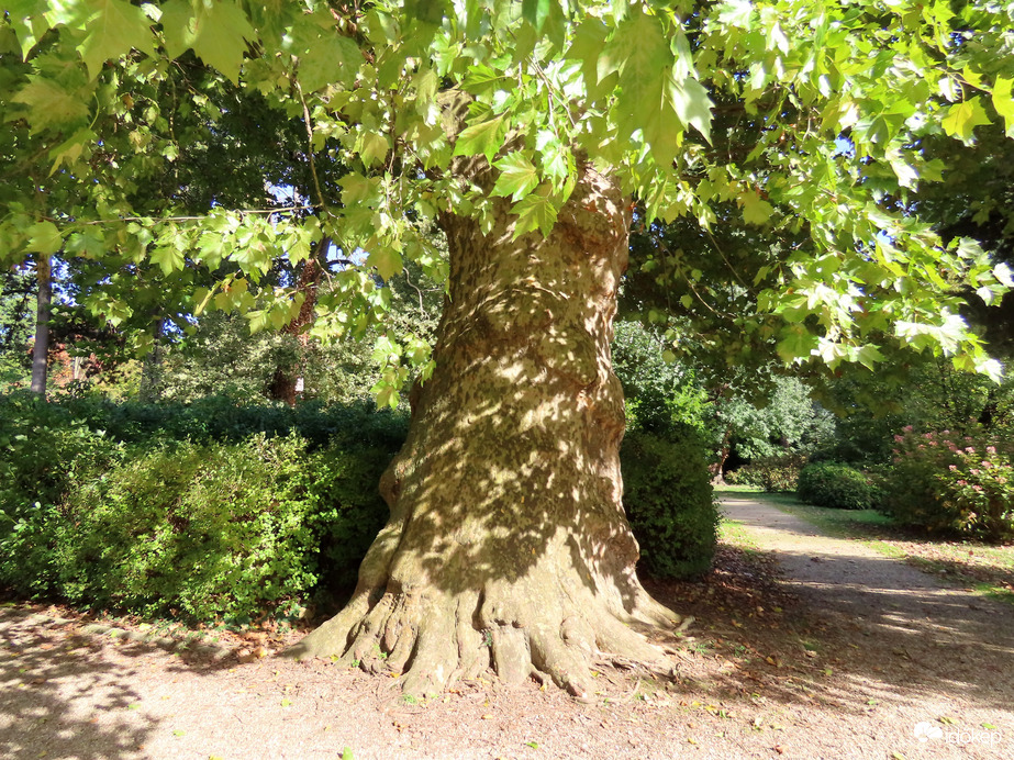 Arborétumi séta