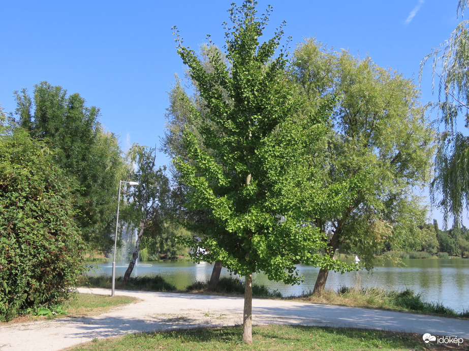 Szép zöld a Ginkgo