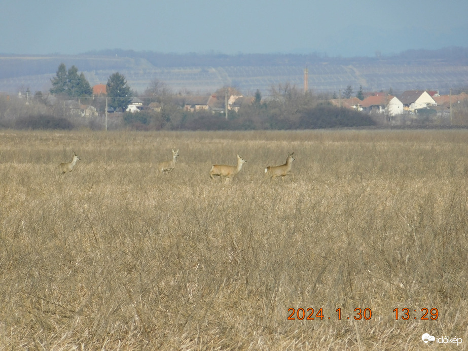 Aldebrő cserpuszta.