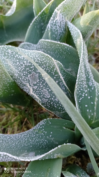 Tulipànlevelek fagyköntösben: )