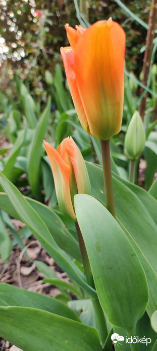 Tulip