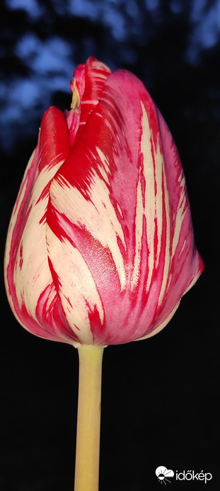 Tulip