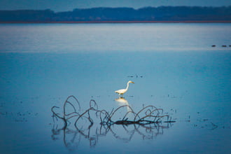 Tisza-tó