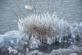 Jégbe zárt növények 2024.01.10.