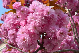 Japán díszcseresznye virágzás Szombathelyen 04.04.