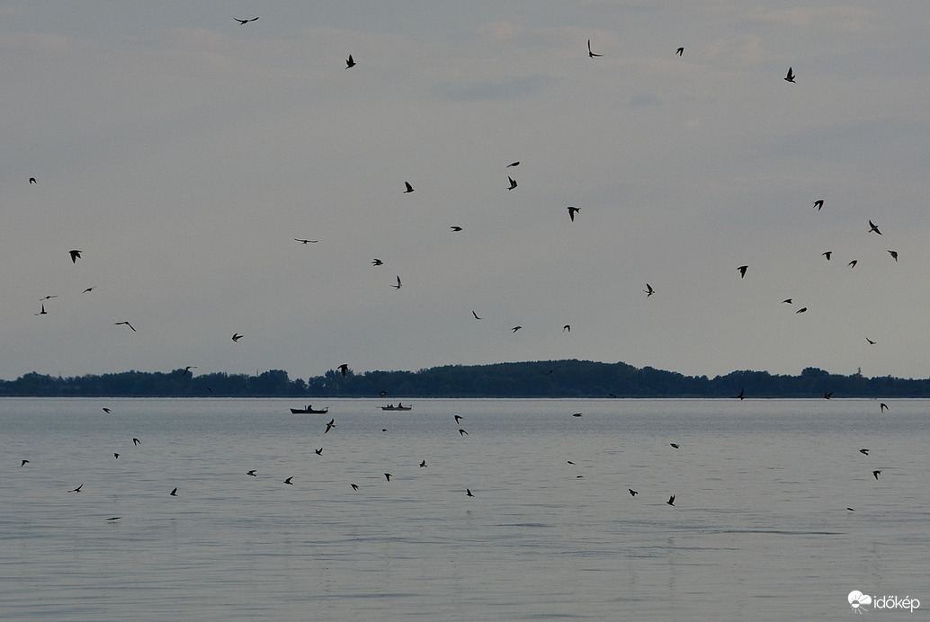 Fecskék a Balatonon 09.20.