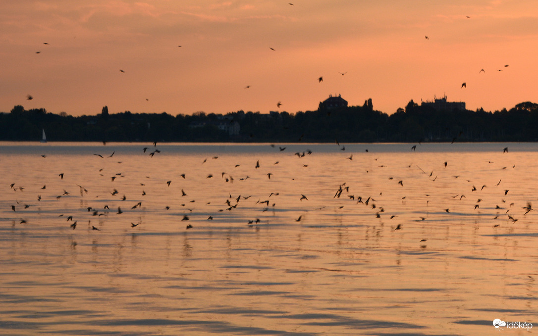 Fecskék a Balatonon 09.20.