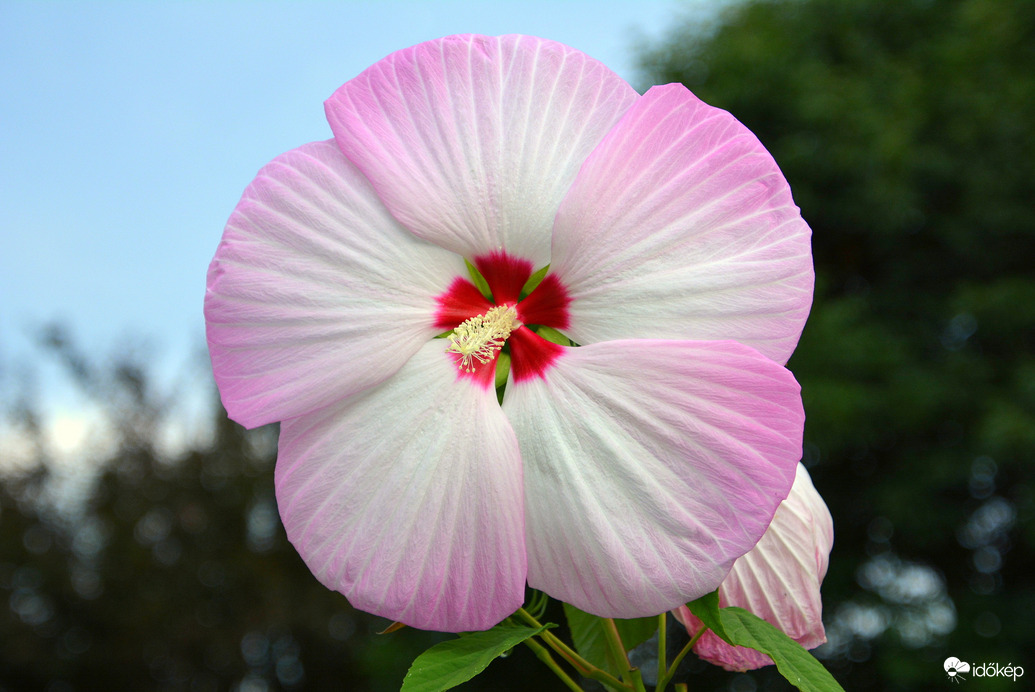 Óriás hibiszkusz