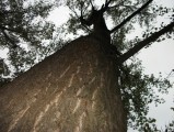 Populus robusta (Óriás nyárfa)