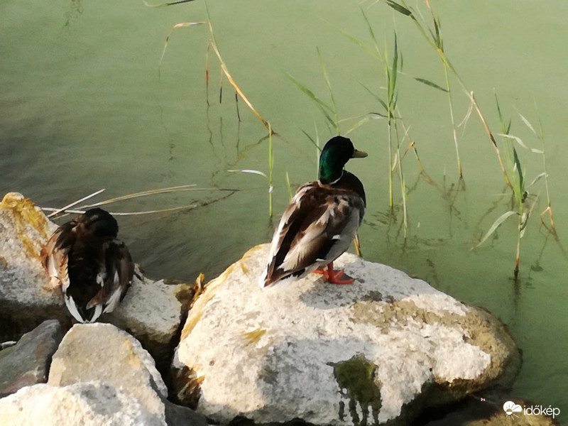 Aludj nyugodtan, én őrködök