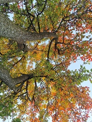 Őszi színek - körtefa