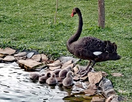 Balatoni madárpark