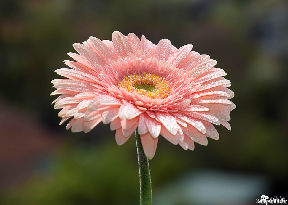 Gerbera II.