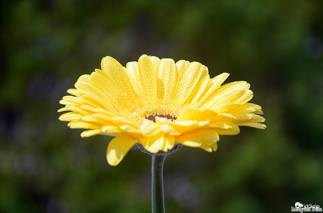 Gerbera IV.