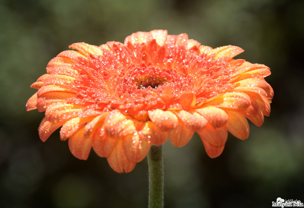 Mini Gerbera I.