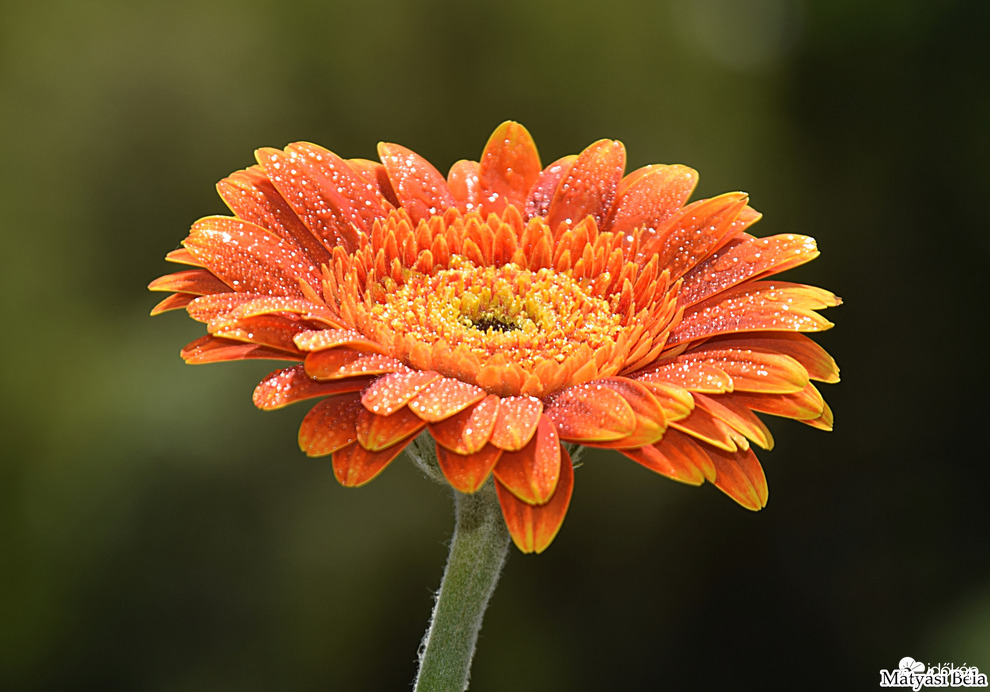 Mini Gerbera II.