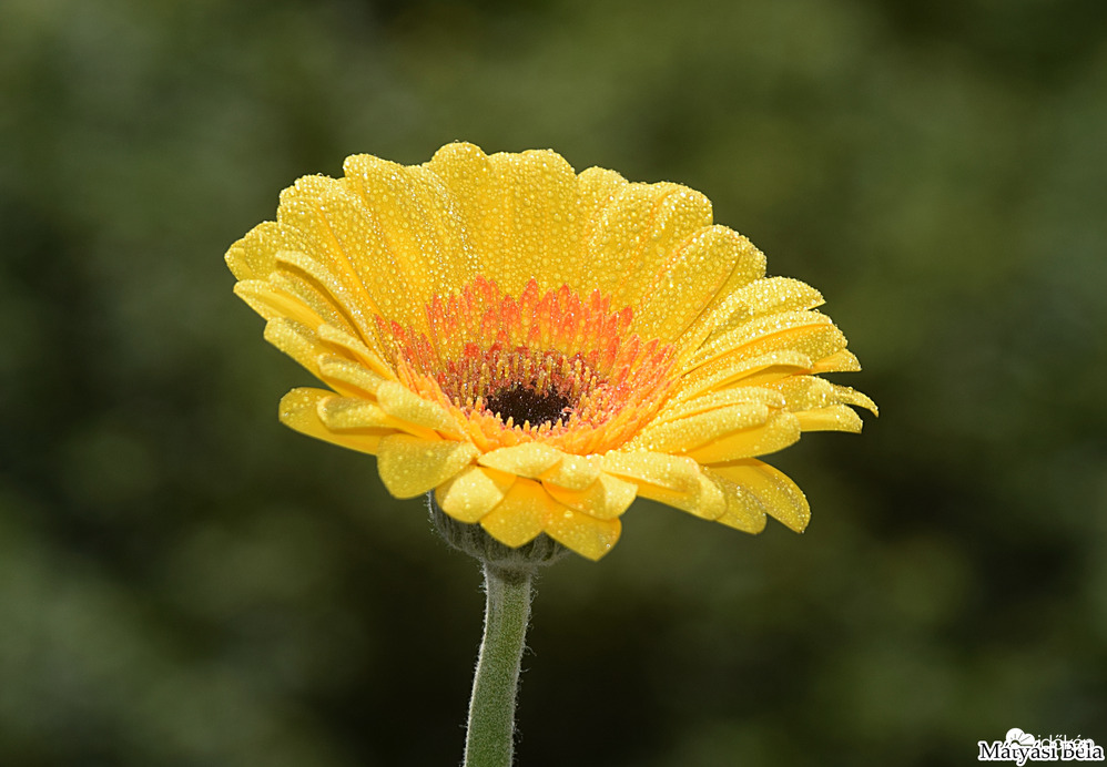 Mini Gerbera IV.