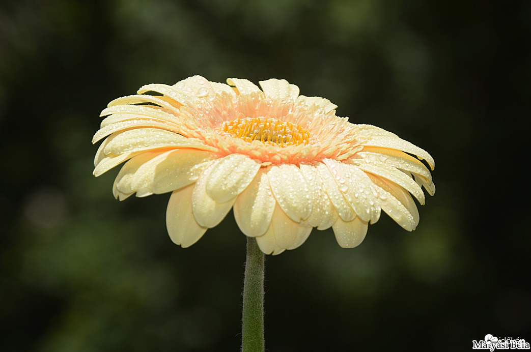 Mini Gerbera V.