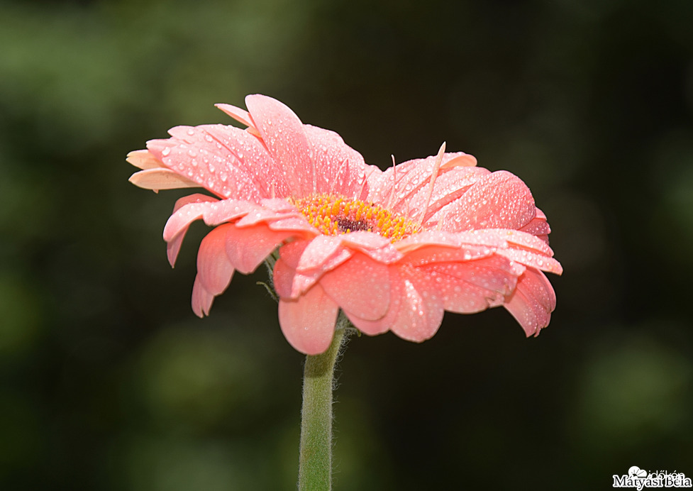 Mini Gerbera VI.