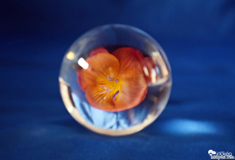 Lensball - Frézia.