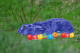 Kék réti nyúl-- Kellemes Húsvéti Ünnepeket Mindenkinek! ;) 