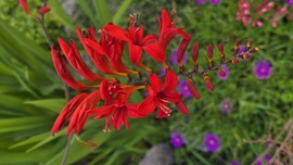 Crocosmia Lucifer - gyönyörű évelő kerti virág