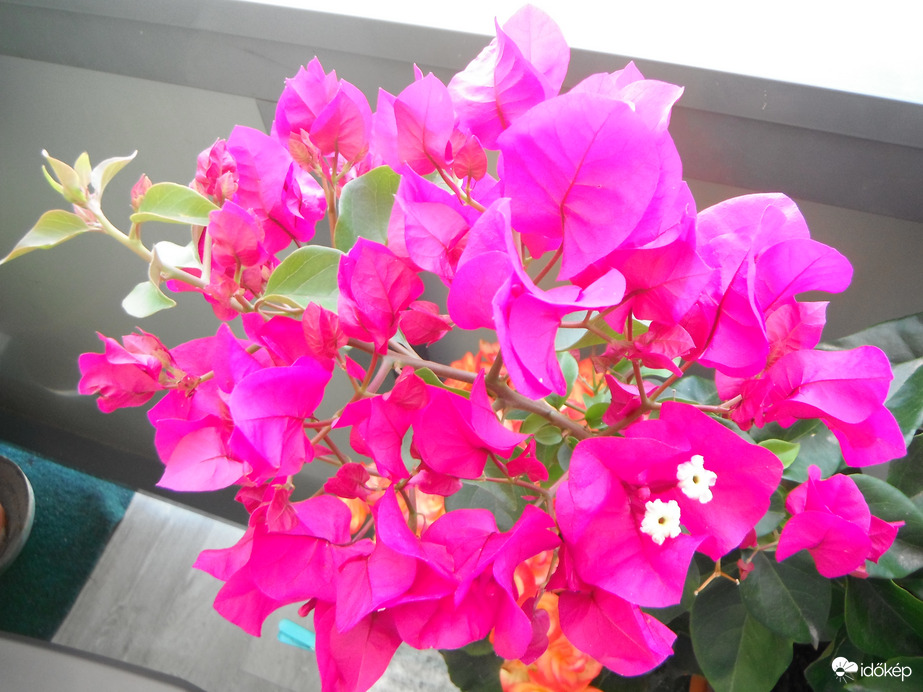 Erkélyen - Murvafürt (Bougainvillea)